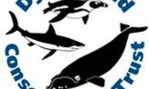 GREAT WHITE SHARKS â€“ AMBUSH HUNTERS OR NOT? 